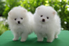 Photo №1. pomeranian - for sale in the city of Зальцбург | 350$ | Announcement № 114237