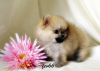Photo №2 to announcement № 7830 for the sale of pomeranian - buy in Russian Federation breeder