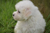 Photo №2 to announcement № 123644 for the sale of bichon frise - buy in Germany private announcement