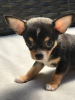 Photo №1. chihuahua - for sale in the city of New York | negotiated | Announcement № 52166