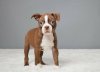 Photo №2 to announcement № 120709 for the sale of boston terrier - buy in Lithuania private announcement