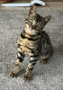 Photo №2 to announcement № 72825 for the sale of bengal cat - buy in Finland private announcement, breeder