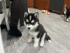 Photo №1. siberian husky - for sale in the city of Linz | Is free | Announcement № 92999