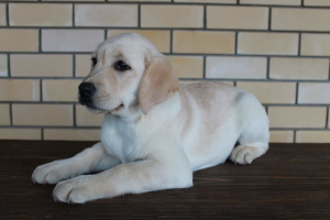 Additional photos: Available for sale puppy labrador retriever