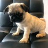 Photo №2 to announcement № 123313 for the sale of pug - buy in Switzerland private announcement, breeder