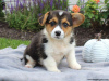 Photo №4. I will sell welsh corgi in the city of Ioannina.  - price - 423$