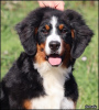 Photo №2 to announcement № 121693 for the sale of bernese mountain dog - buy in Serbia breeder