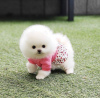 Photo №3. Cute little teacup Pomeranian puppy. United States