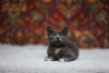 Additional photos: Smoky kitten Funtik is looking for a home!