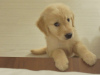 Photo №1. golden retriever - for sale in the city of Задар | negotiated | Announcement № 96356