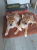 Photo №1. shiba inu - for sale in the city of Oslo | 250$ | Announcement № 120270