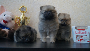 Photo №1. pomeranian - for sale in the city of Mound | 286$ | Announcement № 2452