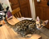 Photo №1. bengal cat - for sale in the city of Riyadh | 300$ | Announcement № 15570