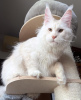 Photo №4. I will sell maine coon in the city of Chicago.  - price - 300$