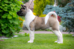 Photo №2 to announcement № 6915 for the sale of american akita - buy in Ukraine private announcement