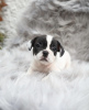 Photo №1. french bulldog - for sale in the city of Woltersdorf | Is free | Announcement № 99565