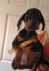 Additional photos: 5 Kc Reg Black & Tan Dobermans