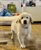 Photo №1. golden retriever - for sale in the city of Split | negotiated | Announcement № 101972