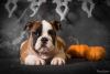 Photo №2 to announcement № 124929 for the sale of english bulldog - buy in Ukraine from nursery, breeder