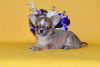 Photo №2 to announcement № 7873 for the sale of chihuahua - buy in Russian Federation from nursery, breeder