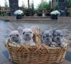 Photo №1. french bulldog - for sale in the city of Антверпен | 370$ | Announcement № 116951