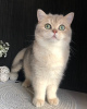 Photo №2 to announcement № 95422 for the sale of british shorthair - buy in Ukraine from nursery