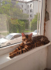 Photo №3. Bengal cat. Azerbaijan