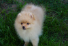 Photo №4. I will sell pomeranian in the city of Москва. breeder - price - 325$