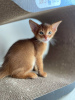 Photo №1. abyssinian cat - for sale in the city of Yaroslavl | 521$ | Announcement № 52477