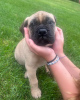 Photo №1. bullmastiff - for sale in the city of Berlin | negotiated | Announcement № 119978