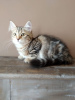 Photo №1. siberian cat - for sale in the city of St. Petersburg | negotiated | Announcement № 10717