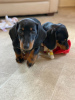 Photo №1. dachshund - for sale in the city of Вельки-Медер | 312$ | Announcement № 29258