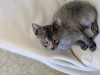 Photo №4. I will sell sphynx-katze in the city of St. Petersburg. from nursery - price - 976$