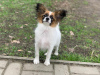 Additional photos: CONTINENTAL TOY SPANIEL/PAPILLON