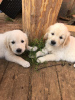 Photo №3. Golden Retriever puppies for sale. Russian Federation