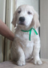 Photo №4. I will sell golden retriever in the city of Magnitogorsk. private announcement - price - negotiated