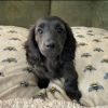 Photo №2 to announcement № 122763 for the sale of dachshund - buy in Lithuania breeder