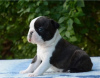 Photo №2 to announcement № 95464 for the sale of boston terrier - buy in Serbia breeder