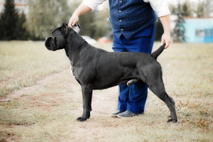 Additional photos: Very Breed Cane Corso