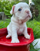 Additional photos: french bulldog