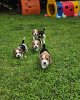 Photo №1. beagle - for sale in the city of Regensburg | 397$ | Announcement № 127646