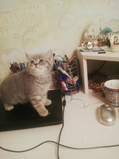 Photo №3. I will sell kittens. Russian Federation