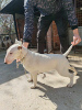 Photo №3. Bull terrier puppies for sale. Serbia