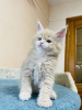 Photo №2 to announcement № 125553 for the sale of maine coon - buy in United Kingdom private announcement