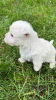 Additional photos: West highland white terrier puppies