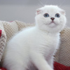 Photo №1. scottish fold - for sale in the city of Brussels | 264$ | Announcement № 116704