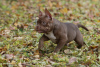 Photo №1. american bully - for sale in the city of Helsinki | 1691$ | Announcement № 79411