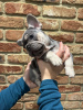 Additional photos: french bulldog