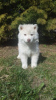 Photo №1. siberian husky - for sale in the city of Minsk | 226$ | Announcement № 46052