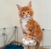 Photo №1. maine coon - for sale in the city of Zürich | 264$ | Announcement № 121325